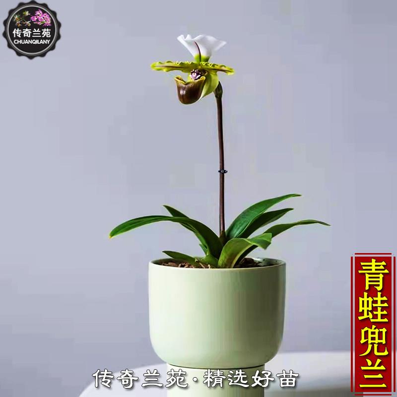青蛙兜兰 白旗兜兰小青蛙 绿植室内原种兰属（花前苗，苗很好）