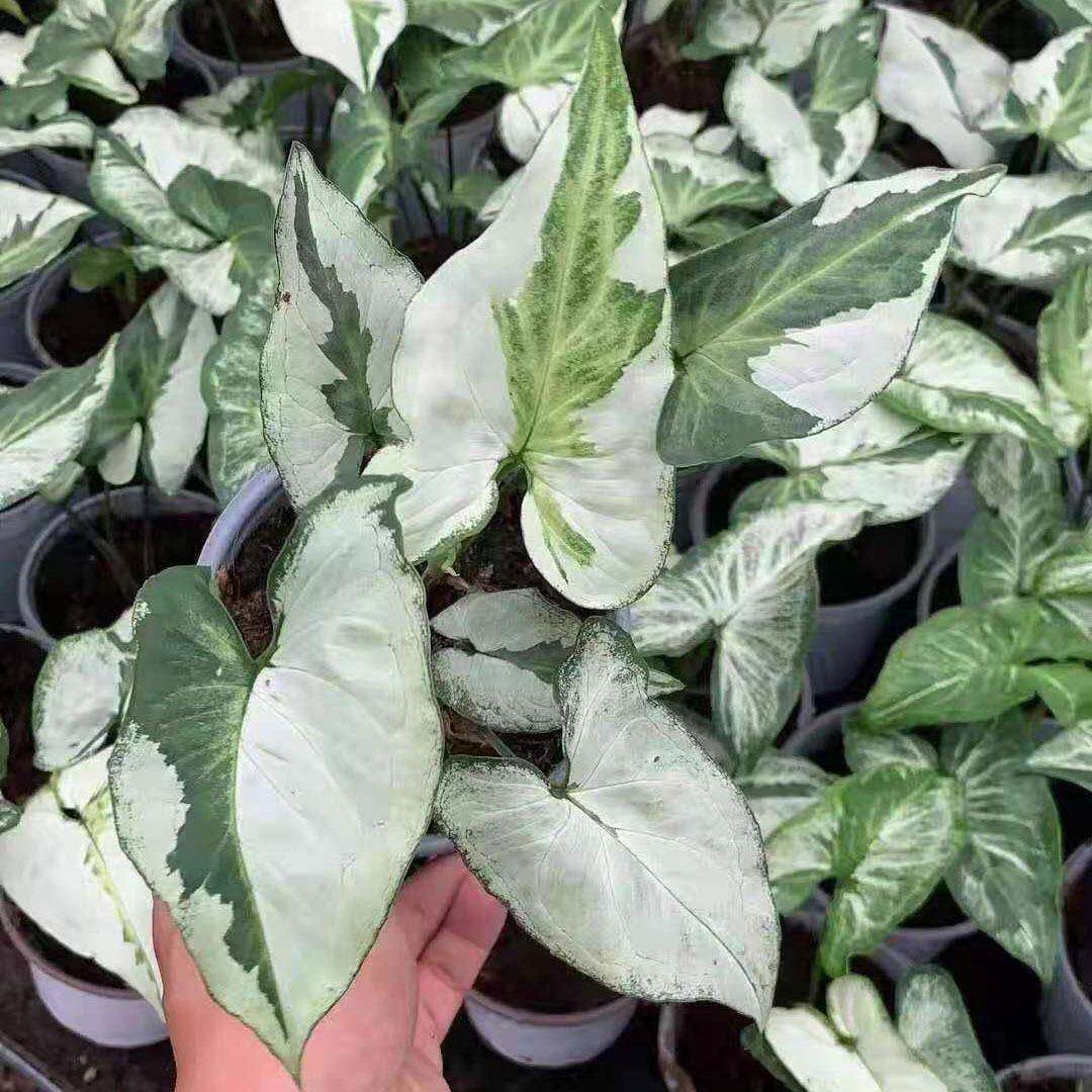 室内植物小盆栽合果芋植物花卉盆栽三皇合果芋