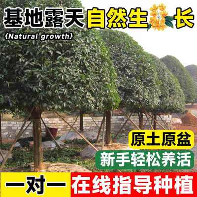 桂花树苗庭院地栽金桂丹桂原生桂树大树苗植物浓香花卉四季桂常青