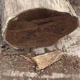 所罗门大叶紫檀皮灰黑檀原木厂家直销异形雕刻 一根起售