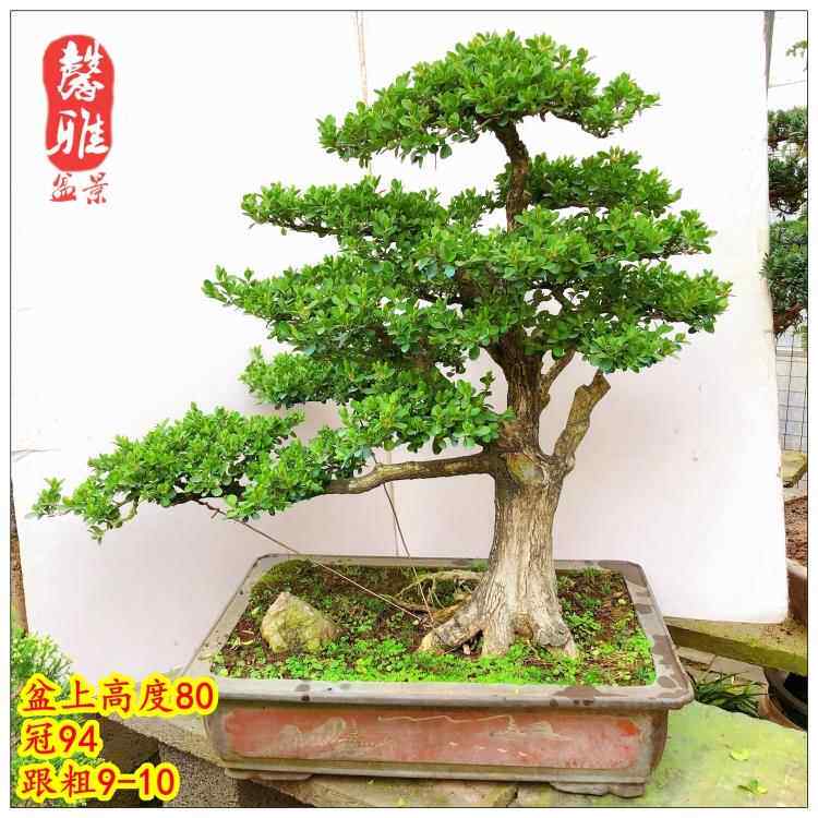 精品瓜子黄杨盆景 造型黄杨老桩实物 矮霸造型黄杨盆景 四季常青