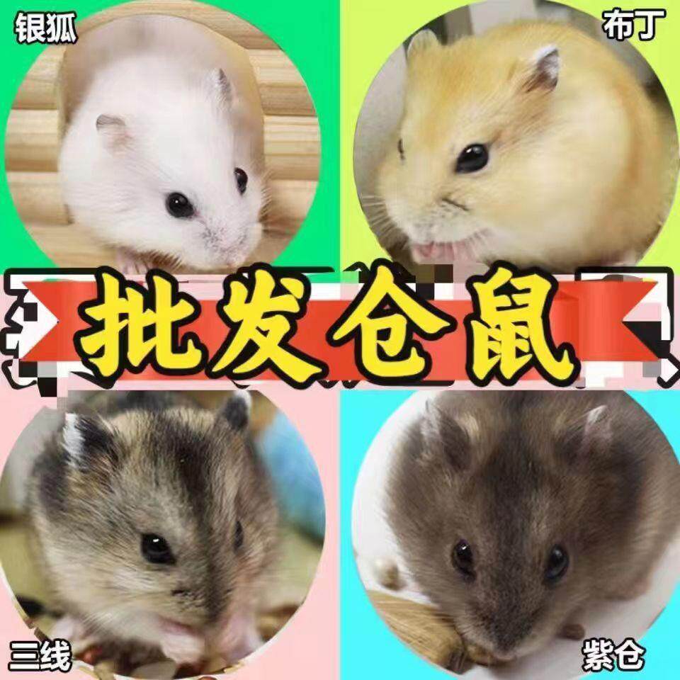 鼠紫仓三线银狐布丁鼠珍珠熊活物花仓奶茶老公公婆小仓鼠
