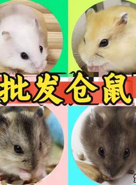 鼠紫仓三线银狐布丁鼠珍珠熊活物花仓奶茶老公公婆小仓鼠