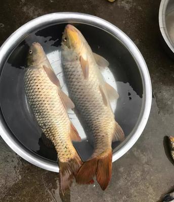 本汀金迦潘五大品牌黑坑调鱼杆怎么样？听说多人被坑说法有依据吗？