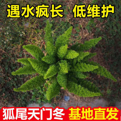 狐尾天门冬盆栽小苗大苗阳台庭院四季常青好养绿植花卉天门冬狐尾