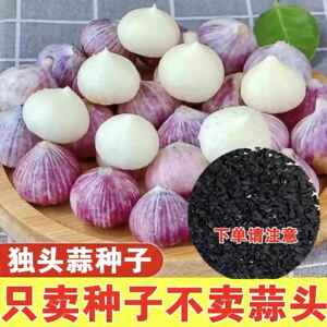 圆头大蒜独头蒜种耔紫皮云南种耔产量高四季播种独头大蒜圆头蒜种