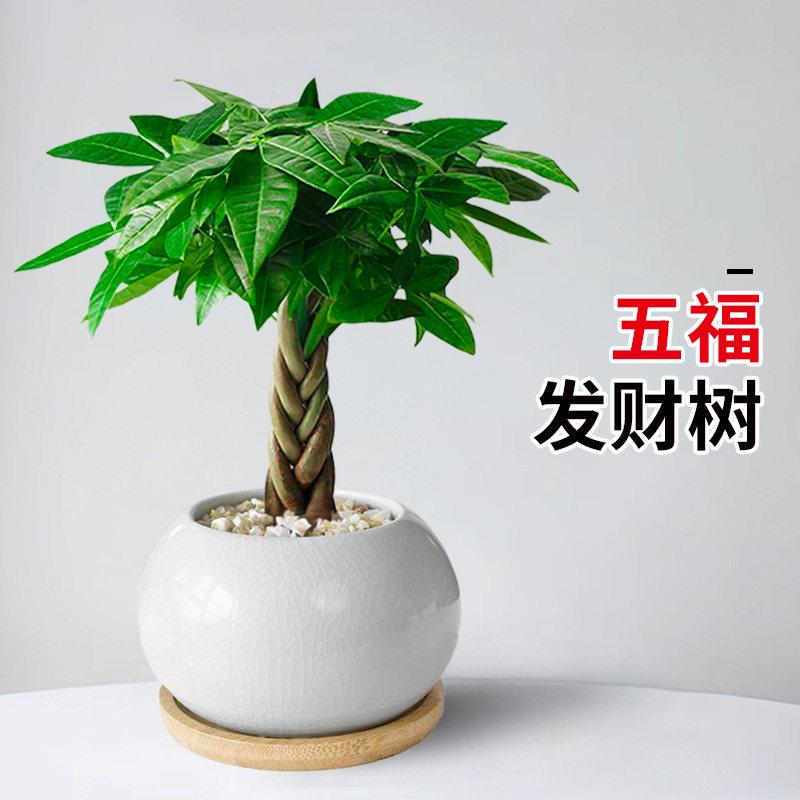 财树室发财树盆内小盆栽摆办公桌面绿发植盆景招财树件客室厅懒人