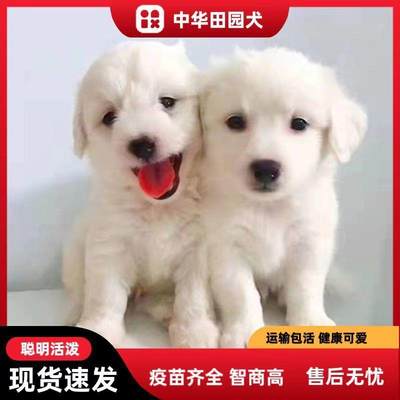 活体家养桃檐中型犬土狗