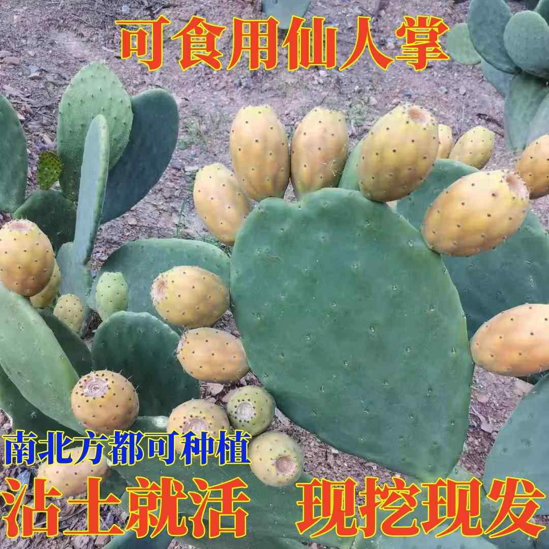 宝塔仙人掌可以开花结果的食用仙人掌多肉植物盆栽
