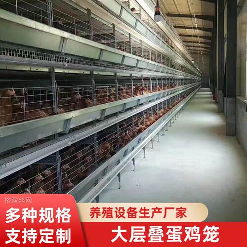 全自动大层叠蛋鸡笼层叠式养鸡设备自动捡蛋清粪自动化养殖笼定制