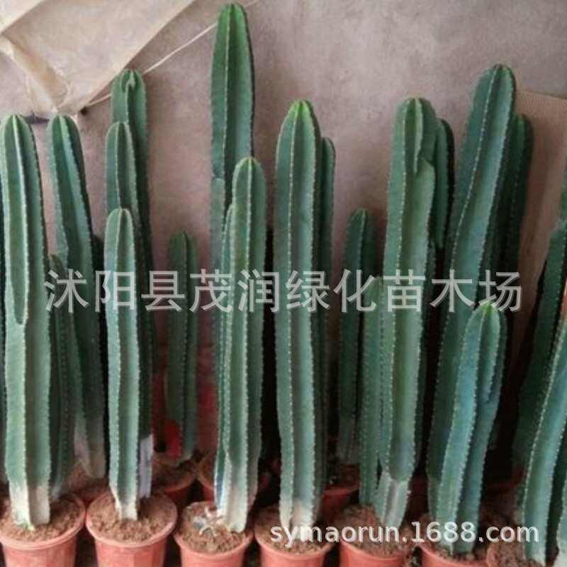 多中型仙人盆栽肉北好柱养无室内尺植量欧风客厅绿植物仙人掌刺天