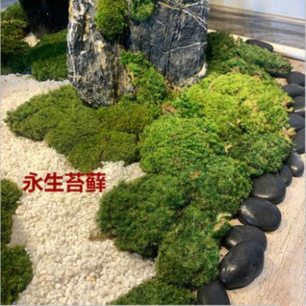 青苔人造草坪室内盆景造景石长草假苔藓植物墙背景装饰微景观
