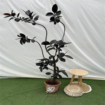 鸿信造型橡皮树黑金刚Ficus室内大型盆栽绿植客厅ins风网红植物