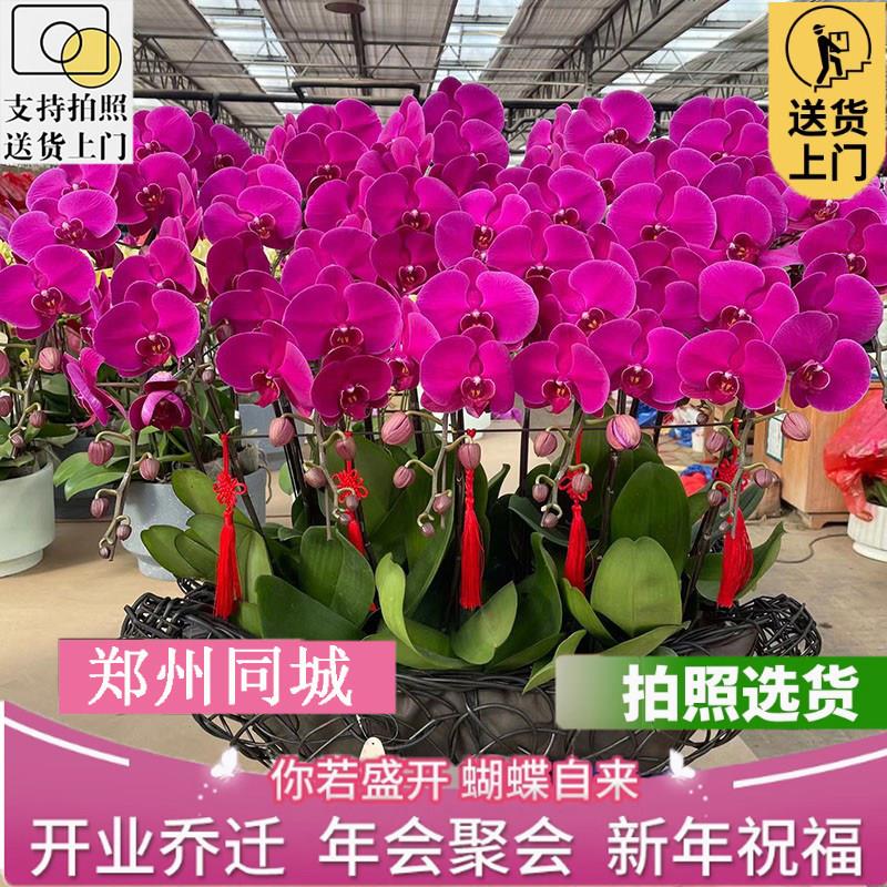郑州同城教师节送礼蝴蝶兰盆栽真鲜花速递同城开业乔迁年宵花卉