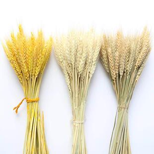 50PCs Flower Bouquet Ear Flowers Wheat Dried Natural Real