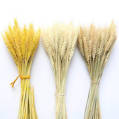 50PCs Natural Dried Wheat Ear Flower Real Flowers Bouquet Or