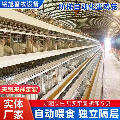 蛋鸡养殖笼自动化设备阶梯式蛋鸡笼规模养殖清粪集蛋养鸡笼肉鸡笼