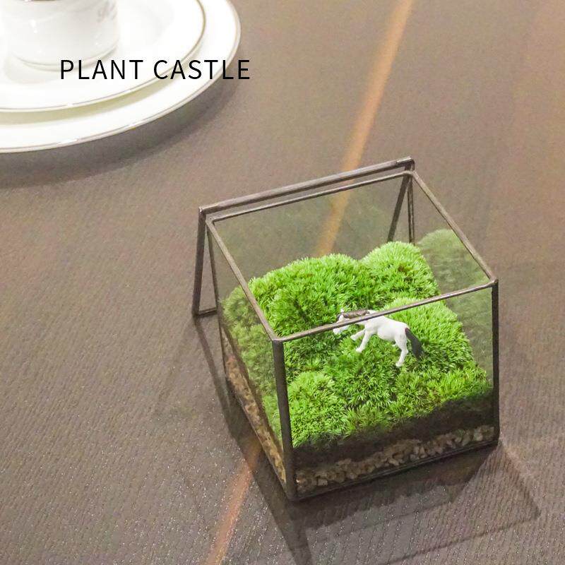 苔藓微景观摆件鲜EYN活植白物青苔发藓玻盆景迷你微观生璃态瓶苔