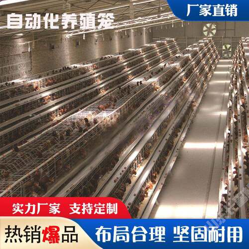 肉鸡H型鸡笼养殖鹌鹑笼鸽子笼肉鸡A型鸡笼多层阶梯笼全自动蛋鸡笼