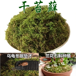 仿真青苔植物苔藓假草护盆草绿色干草田园装饰盆景盆栽铺面装饰