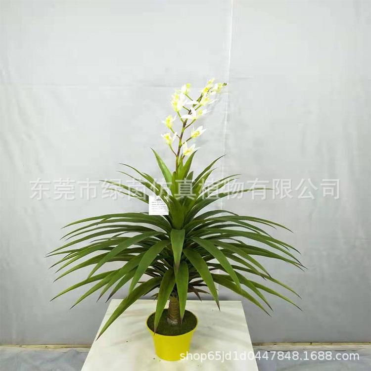 金真宽叶仿龙须草热带绿植灯芯盆景蓑草盆栽ZHZ拟菜草草羊胡子草