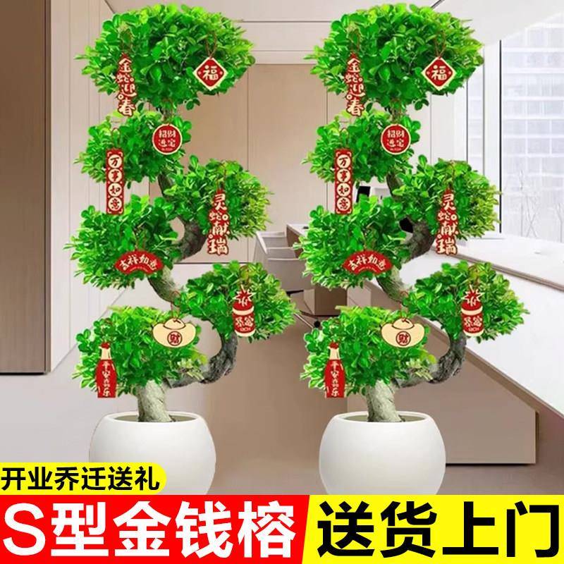 金钱榕树盆栽办公室内大型植物招财摇钱树客厅发财树盆景乔迁送礼