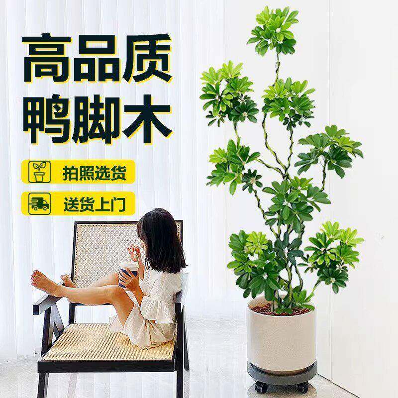 鸭脚木客厅大盆栽八方来财大型绿植家庭室内植物造型鸭掌木公室