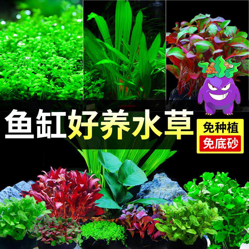 水草植物鱼缸真草造景生态全套摆件养鱼增氧铺底阴性水培净化绿植