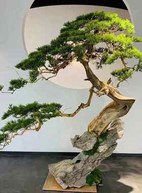迎客松树室内造景崖柏松绿植玄关橱窗根包石景观家居装扮微景观
