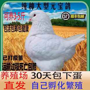 纯种元宝鸽子 青年 种鸽活公母一对包邮 活体观赏鸽种鸽好养活