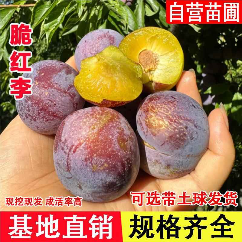 嫁接晚熟脆红李树苗红脆李子苗脱骨李子果树苗南北方种植当年结果