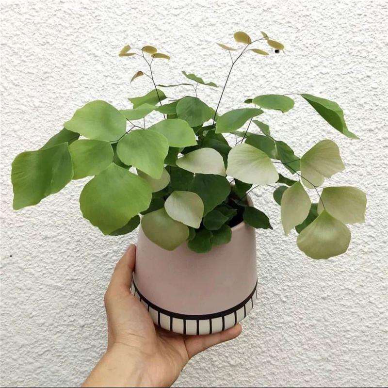 大叶银币铁线蕨盆栽欧美风植物雨林室内绿植四季绿色耐阴多年生好