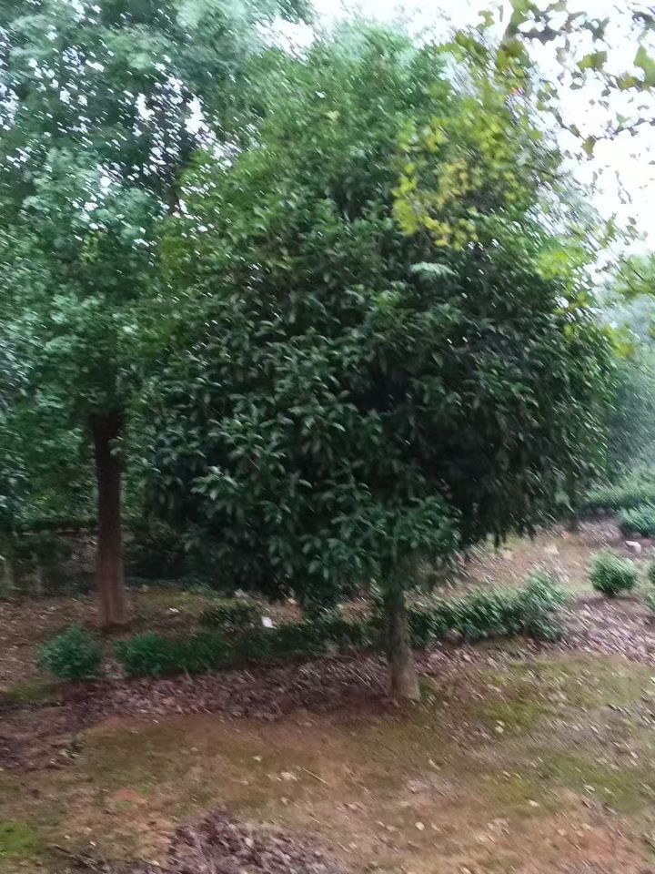 桂花树原生树八月金桂庭院植物浓香型花卉四季桂地栽