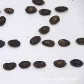 T硬丝瓜种 可做各种高品质手工 瓜子丝瓜籽