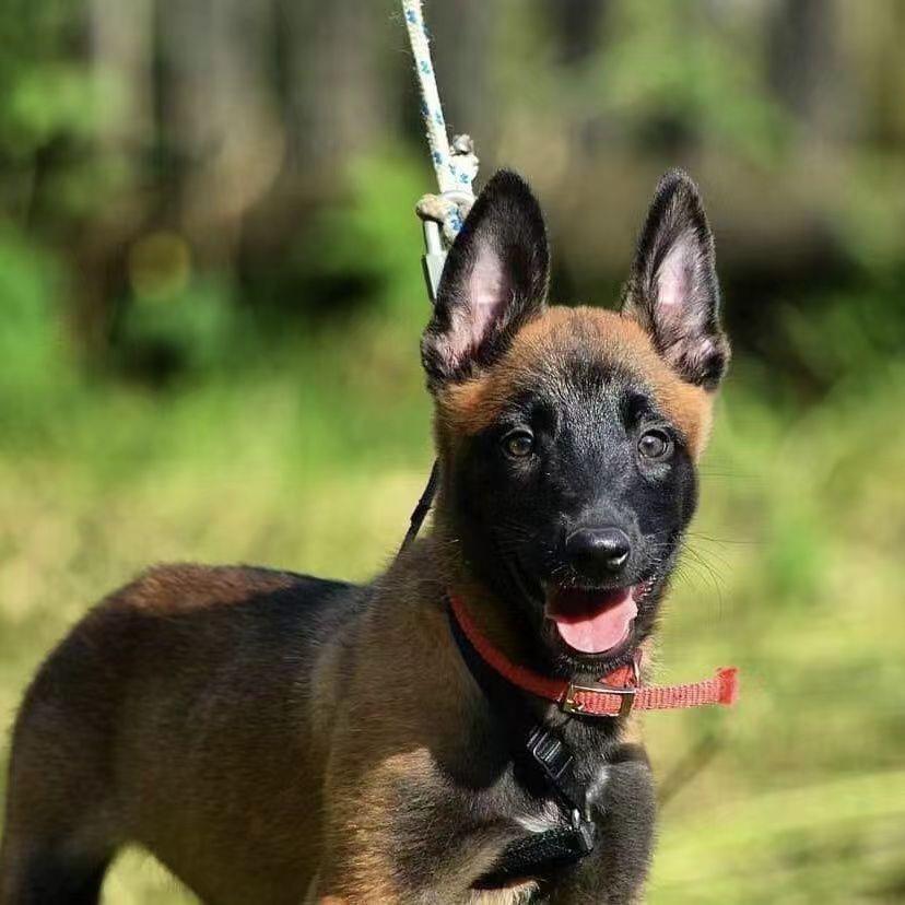 双血统到家马犬幼崽活体正宗马犬军犬护卫犬小马犬大黄中华田园犬-封面