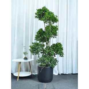 造型摇钱树盆栽客厅庭院阳台盆景大型金钱榕植物广州供货直发香港