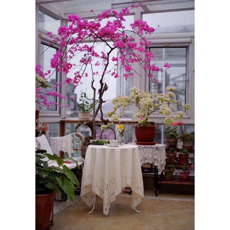 原生造型三角梅大树马斯红樱卡亚塔白雪公主四季开花盆栽一物一拍