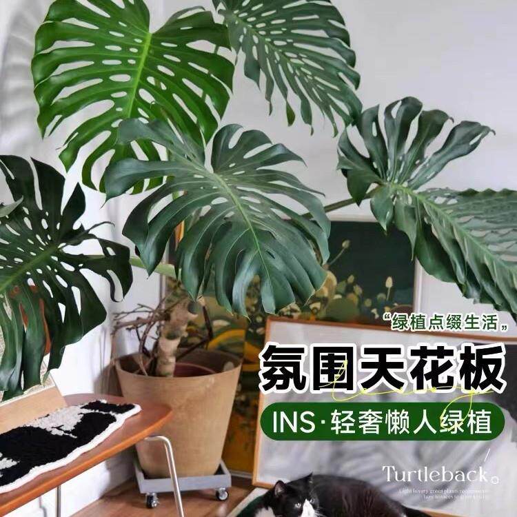 龟背竹盆栽老桩客厅大型绿植物室内四季常青水培富贵竹花卉好养