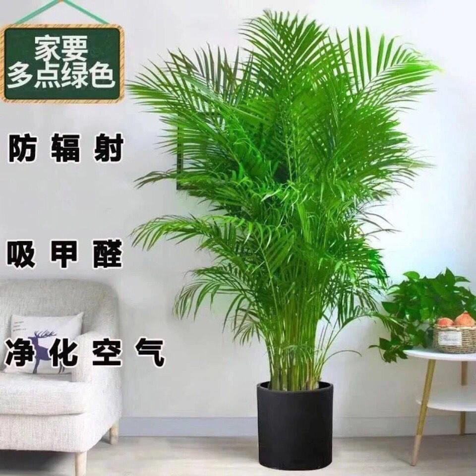 散尾葵凤尾竹袖珍叶子四季长青客厅卧室绿植室内高档绿植花卉盆栽
