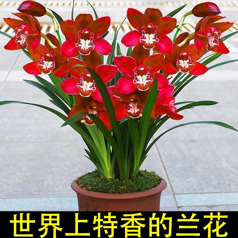 大红花大花浓香型室内盆栽花卉兰花苗四季兰