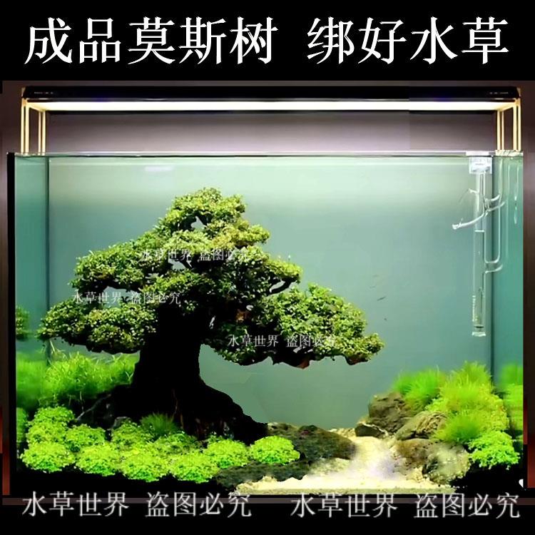 椰壳莫斯树 鱼缸造景沉木树 莫斯水草树 成品莫斯树
