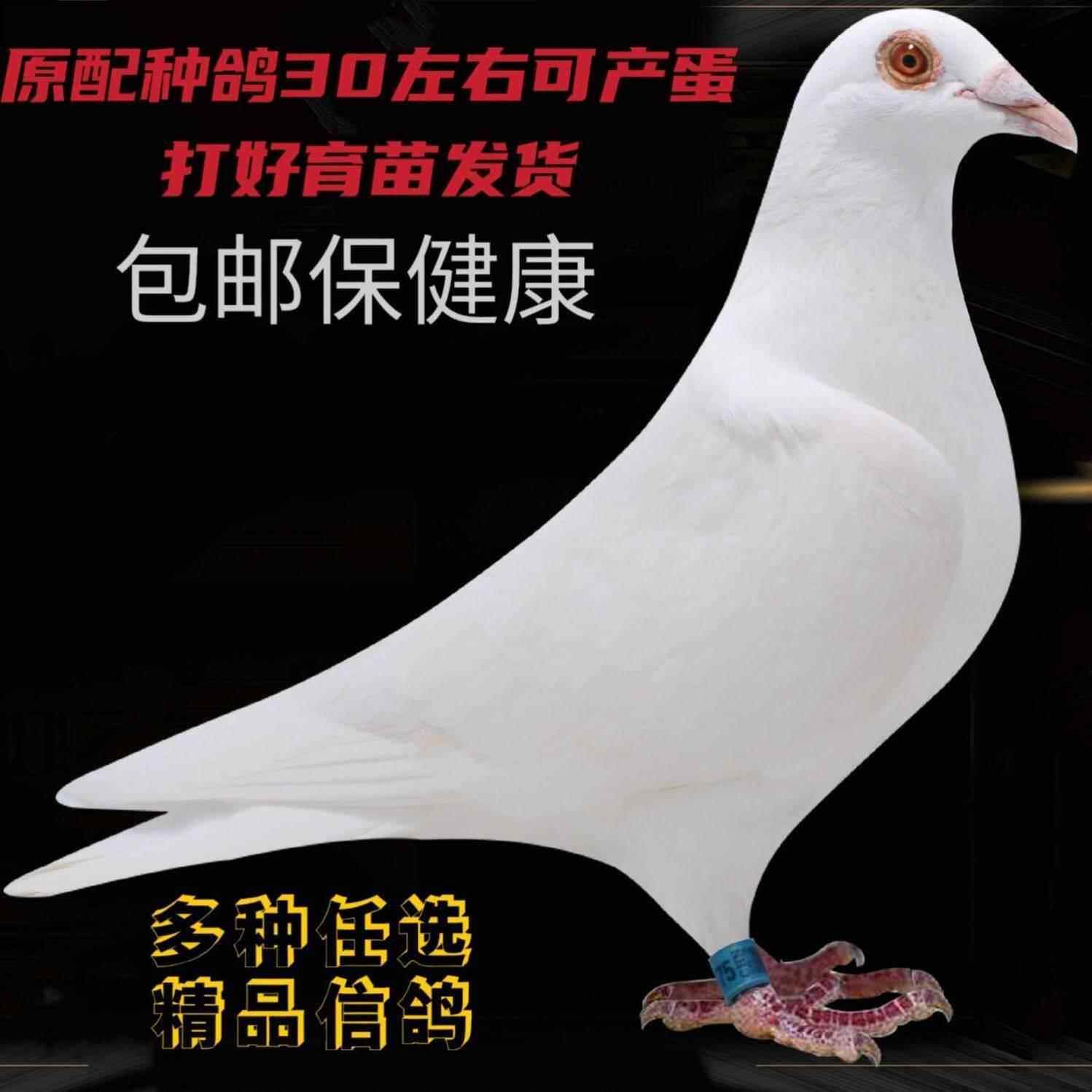 鸽子活一对纯白信鸽幼鸽血统鸽异鸟