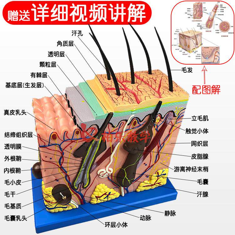 放大70倍皮肤模型美容整形教学用 分层人体构造解剖模具