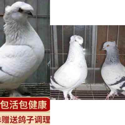 银色翻翻鸽观赏鸽新疆翻翻鸽种鸽黑幼鸽筋斗鸽子活体一对包邮