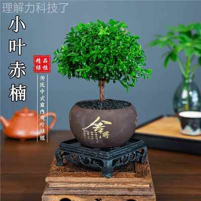 小叶赤楠5643老桩盆公栽盆小景迷你植物室内花办室桌面卉绿植好养