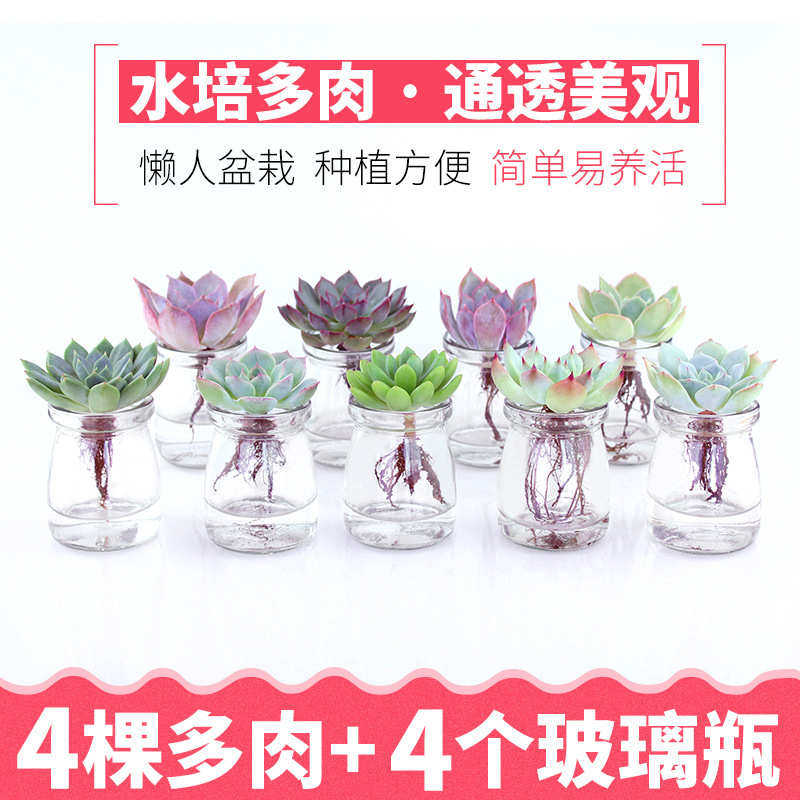 水培多肉植物组合盆栽办公室绿植新手包邮多肉套餐小多肉阳台