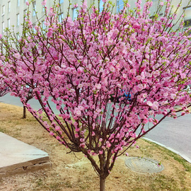 重瓣榆叶梅花树苗盆栽阳台庭院耐寒花卉植物丛生郁李麦李花苗盆栽