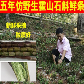 正宗安徽霍山石斛鲜条五年野现采特级中药材新鲜铁皮石斛三年老店