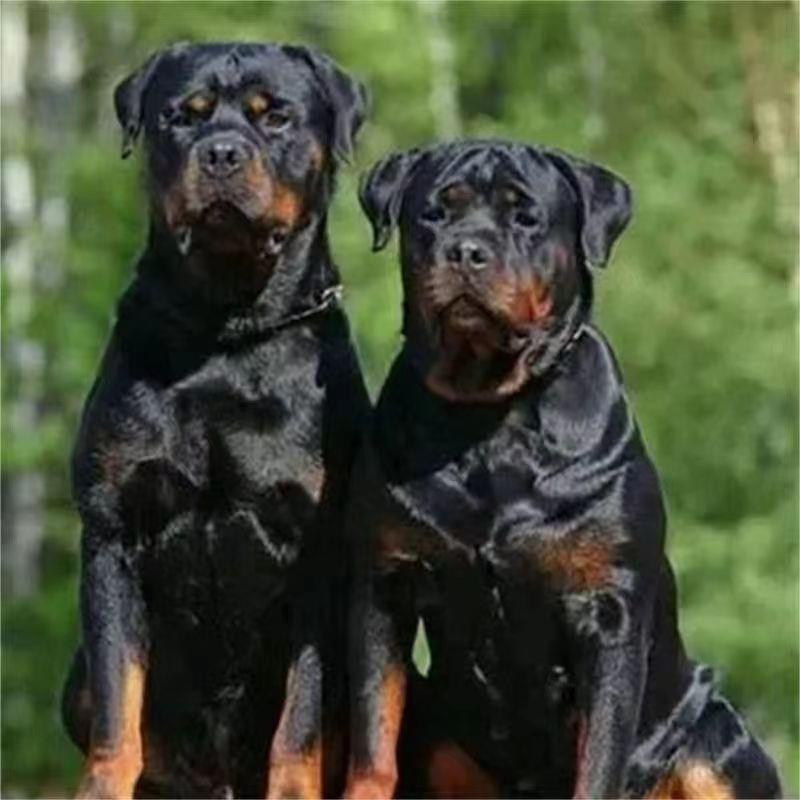 罗威纳幼犬狗活物虎头真狗防暴犬健康活泼狩猎犬护卫犬看家狗便宜