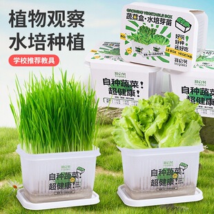 儿童种植水培盒植物盆栽发芽育苗盘观察植物生长水养无土栽培学生
